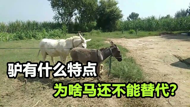 长相差不多,为什么马不能取代驴的地位?马和驴到底差别在哪?