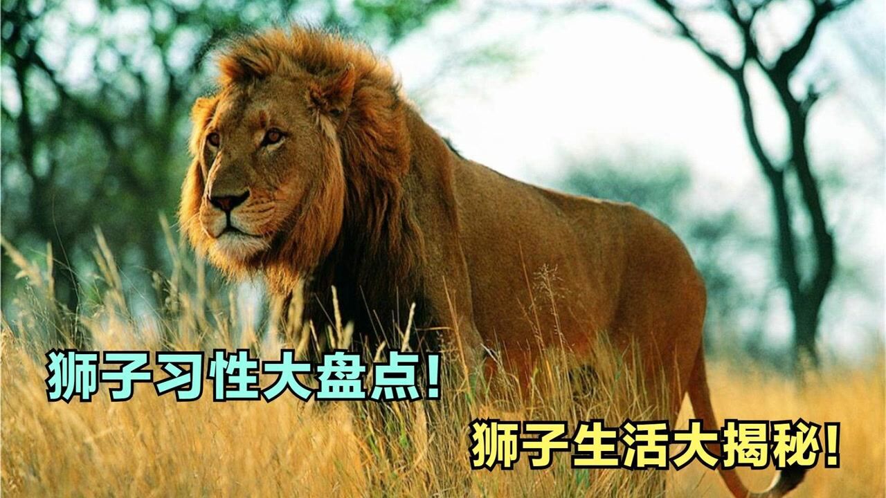 动物世界:狮子习性大盘点!来看看狮子的生活,会是什么样的呢?_高清1080P在线观看平台_腾讯视频
