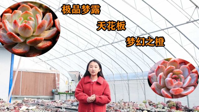 继“绝绝子”的血橙后,梦幻之橙再次成为爆款,看完你爱了吗?