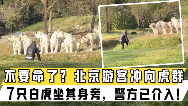 不要命了?北京游客冲向虎群:7只白虎坐其身旁,警方已介入!目击者曝光