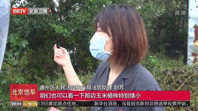 200多棵树挡了阳光,7亩多土地粮食收成受影响