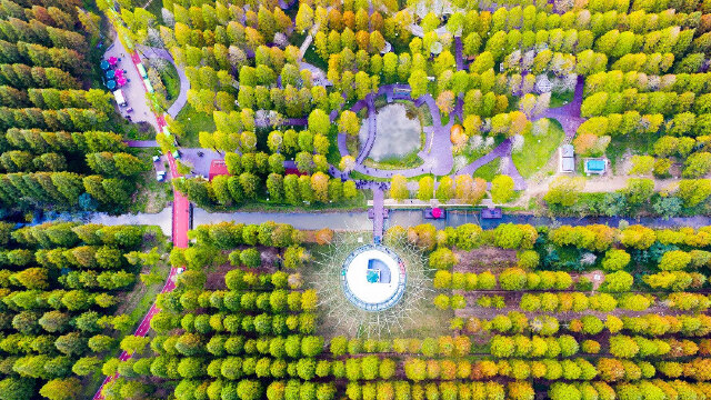 来"森林之眼",俯瞰黄海森林公园