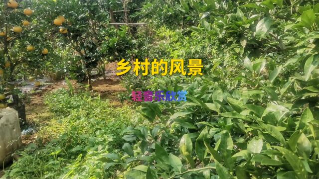 轻音乐带你欣赏我家乡的风景