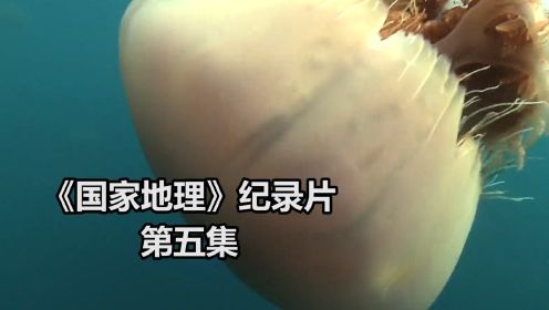 《国家地理》5.水母袭击人类，占领了日本海域，究竟发生了什么？.纪录片