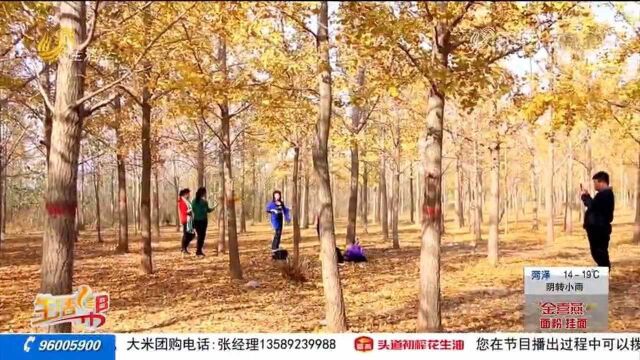 限定美景!黄河岸边千亩银杏林“换金装”,绵延十余公里超养眼