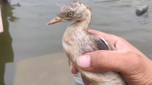 这就是“涡轮增鸭”,速度太快了,差点镜头都没跟上!