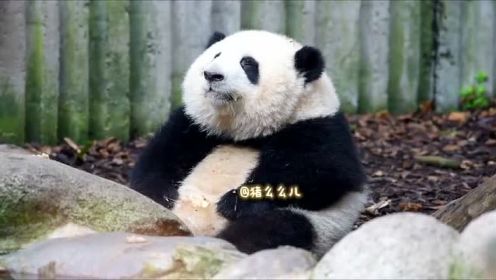 #大熊猫打嗝有多可爱#大熊猫花花吃苹果真的越看越好笑[大笑]