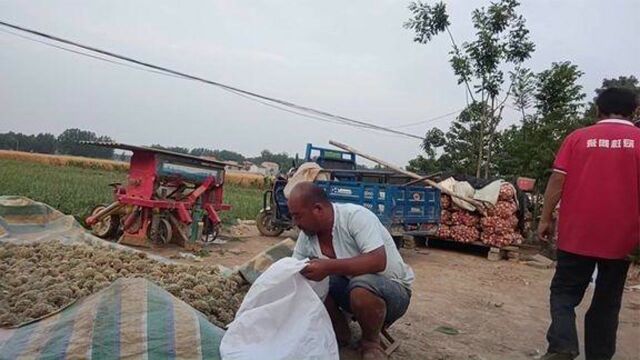 农民鲁智深依地为主,晚上睡地头看大蒜,价值20000元,血汗钱啊