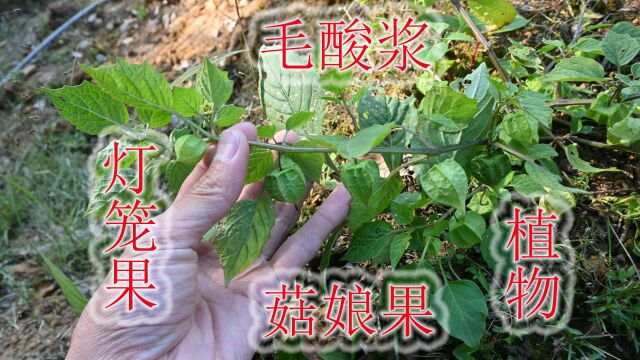 植物“毛酸浆”长似灯笼,又名“菇娘果”,当水果售卖价值高!