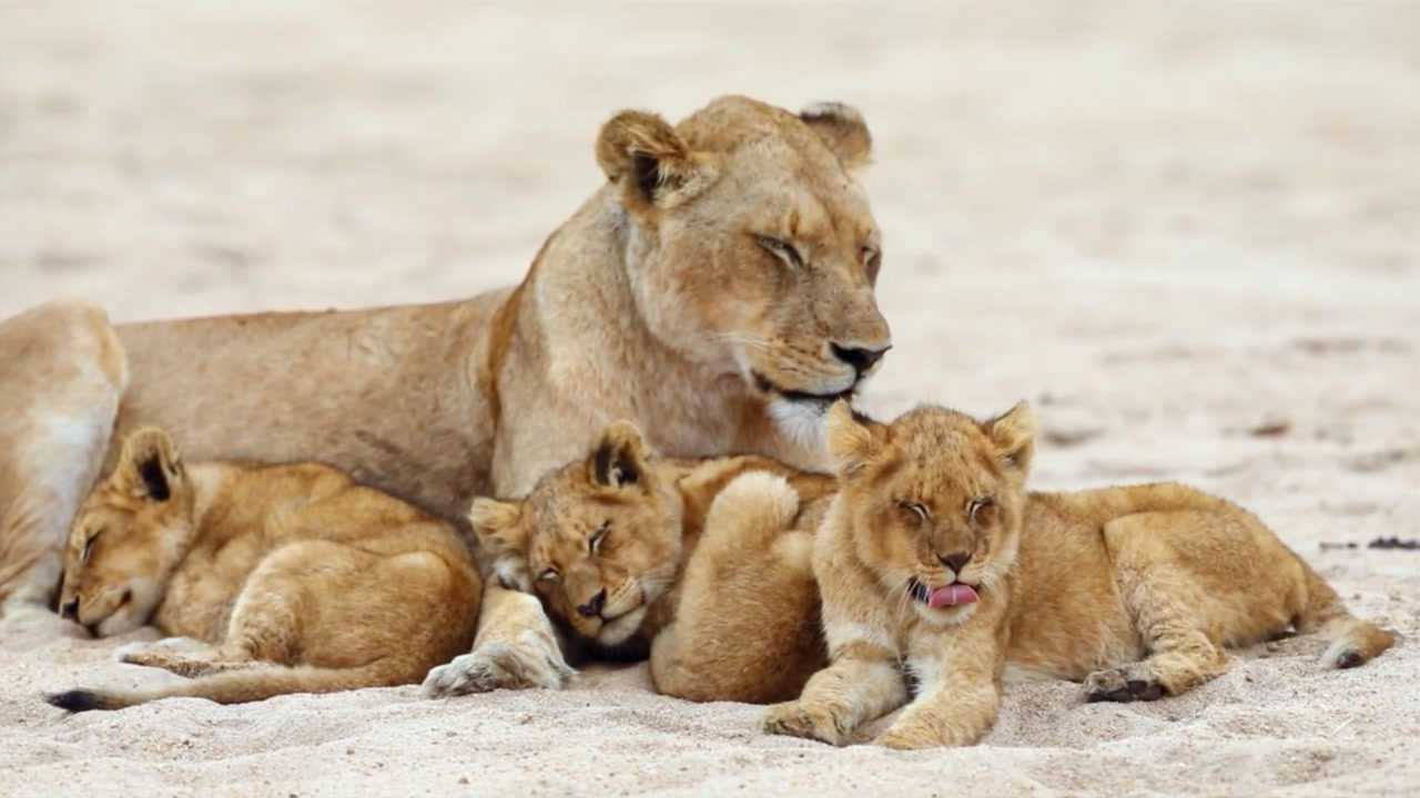 动物世界:母狮独自带着三只小狮子