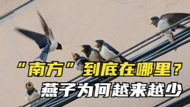 燕子每年去南方过冬,“南方”到底是哪?目的地让人意外