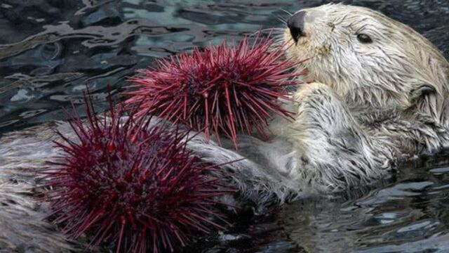 名副其实的海洋“渔夫”:海獭,它们会随身携带石块击碎海胆