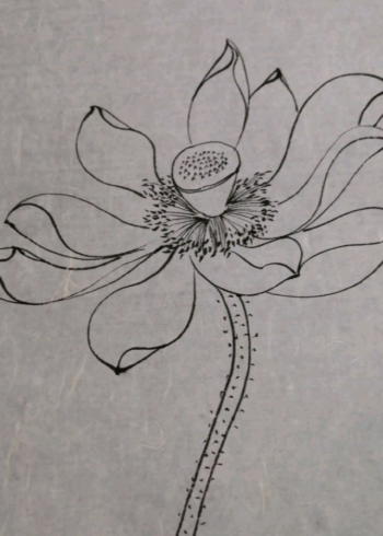 用毛笔线描做荷花画稿