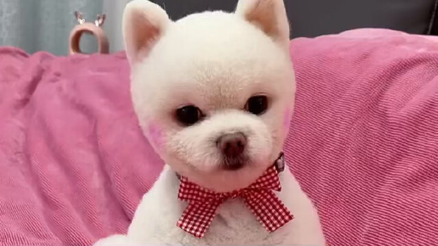 博美闹闹的模样真可爱,好想把它抱走呀