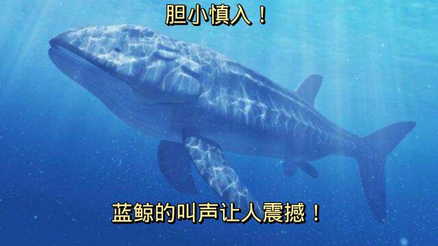 海洋巨无霸蓝鲸