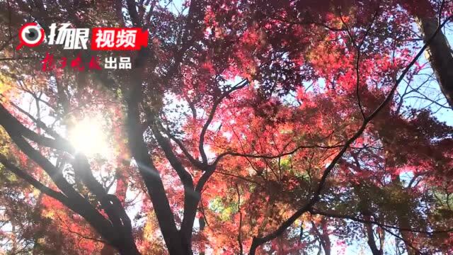 视频 | 南京中山植物园红枫岗“枫”情万种,你分得清红枫与鸡爪槭吗?