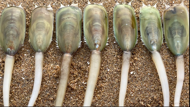 大海退潮后,大庆赶海发现一群海豆芽的呼吸孔,小尾巴比手还长