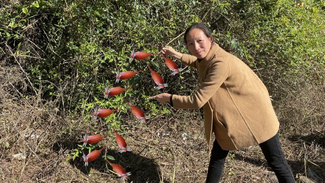 广东老板收购这种野果子,奶奶一天能赚400元,却不知道叫什么?