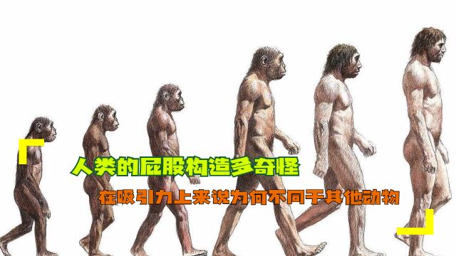 人类的屁股构造多奇怪?在吸引力上来说为何不同于其他动物