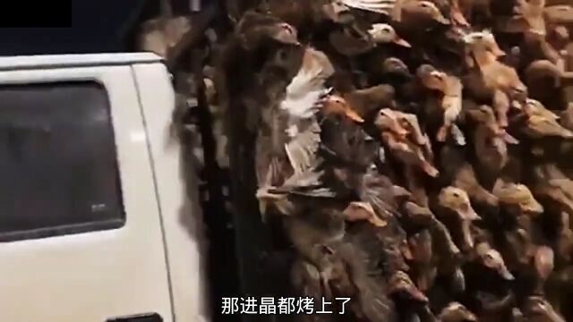 进京赶烤的路,很曲折啊1