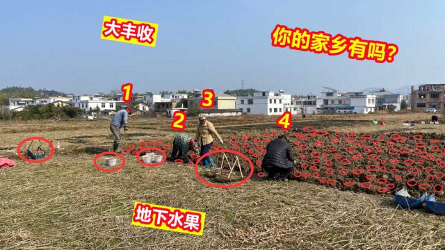 江西赣州有个村叫罗田村,村里家家户户都种地下水果,亩产3000斤