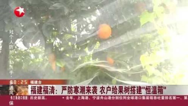 福建福清:严防寒潮来袭 农户给果树搭建“恒温箱”