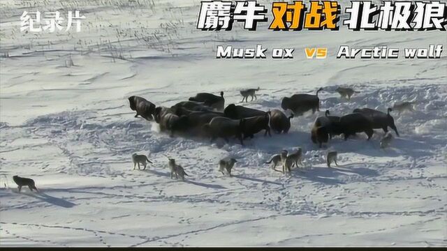 饿急眼的北极狼冒死围猎公麝牛,为吃肉命都不要,看的人惊心动魄#好片推荐官#