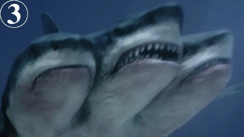 世界最大杀人鲨鱼变种三头鲨，砍掉一个头竟然还能再长三个 