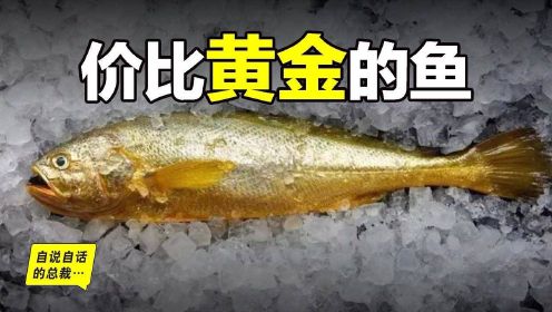 从4毛一斤到价比黄金，300万一条，40年来，大黄鱼到底经历了什么