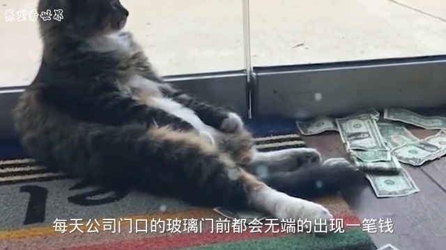 世界上最会赚钱的猫咪