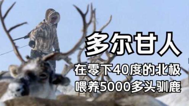 北极多尔甘人:喂养着5000多头驯鹿,在零下40度的北极,纪录片