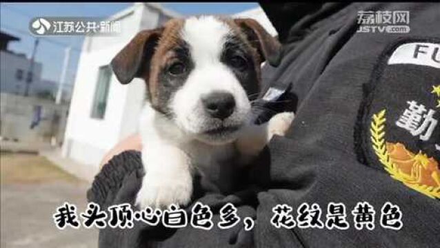 一起来起名!南京地铁超小号警犬开启“岗前培训”