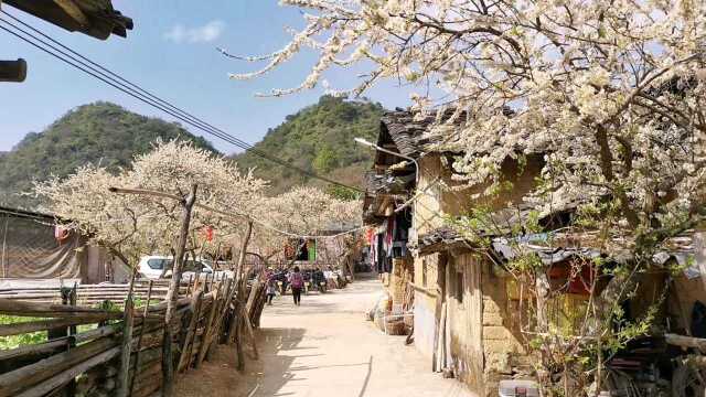 广东的冰雪刚落幕,另一场飘雪即将上演,看过阳山冯屋村李花吗