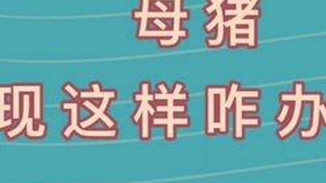 母猪出现这情况,猪场该怎么办呢? #纪明科谈养猪 #明科养猪课堂