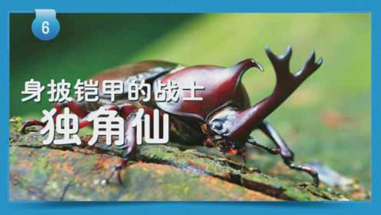 第28集 独角仙_高清1080P在线观看平台_腾讯视频