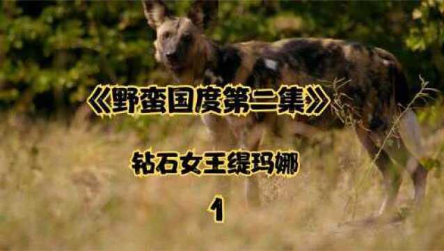 这头野犬女王太狠了,居然想凭借自己生出一个繁荣王国?