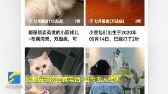 安徽芜湖一猫舍老板多次摔打猫咪,当事人回应:熬夜较多没控制住,将停业闭店不再犯错