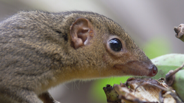 一度被认为已经灭绝了的笔尾树鼠