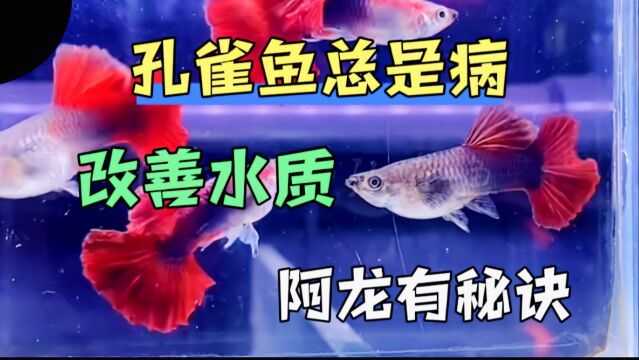 孔雀鱼总是生病总是死,你找到原因了吗?阿龙养鱼秘诀只有两个字#投稿打卡挑战活动 #观赏鱼 #萌新UP #我要上热门