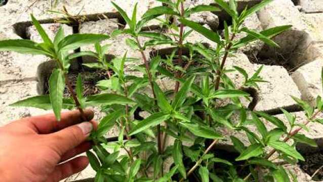 河边的"墨旱莲"捣碎是个宝,解决不少男女头发的烦恼