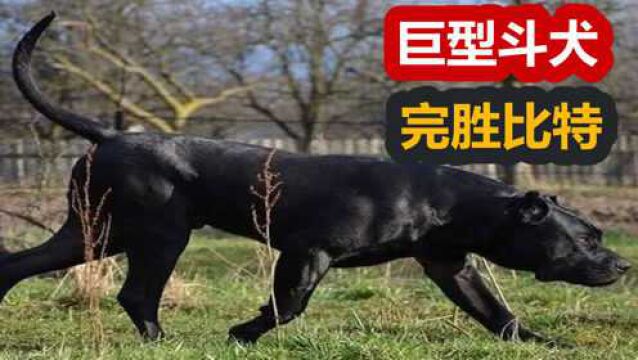 藏獒撑不过2个回合,完胜斗犬比特,来自巴基斯坦的猛犬库达