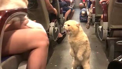 橘猫坐火车，回来发现主人抱着别的猫，瞬间发飙：我也要抱抱！