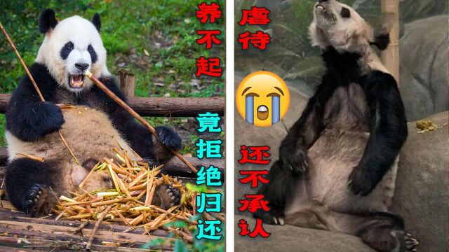 旅美熊猫不成熊样,熊猫崽出生想霸占!中国人:你认为你说了算? 