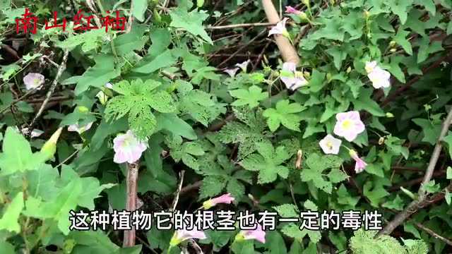 农村“打碗花”是个宝,真的会让小孩打破碗?捣碎价值这么高