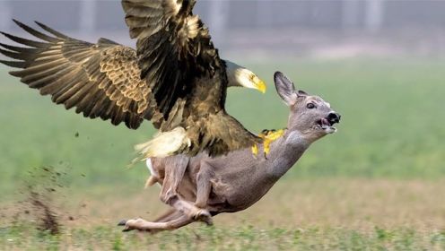 鹿报复鹰-鹰和鹿的战斗，鹰攻击野兔和老鼠，野生动物攻击！