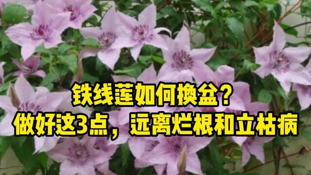 蓝妖:铁线莲如何换盆?搞定这3点,远离烂根和立枯病