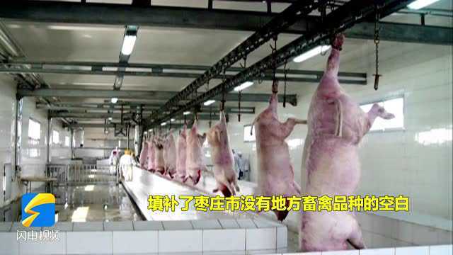 滕州市加大“春藤放心肉”“枣庄黑盖猪”等品牌建设力度