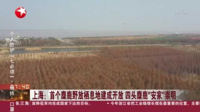 上海:首个麋鹿野放栖息地建成开放 四头麋鹿“安家”崇明