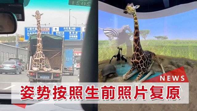 长颈鹿卧货车上被拉走?动物园工作人员回应:它已经是标本了