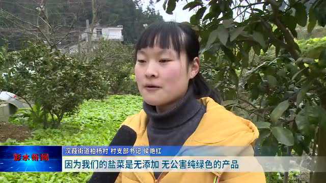 乡村振兴ⷮŠ彭水在行动 | 汉葭街道柏杨村:青菜头丰收 盐菜制作忙